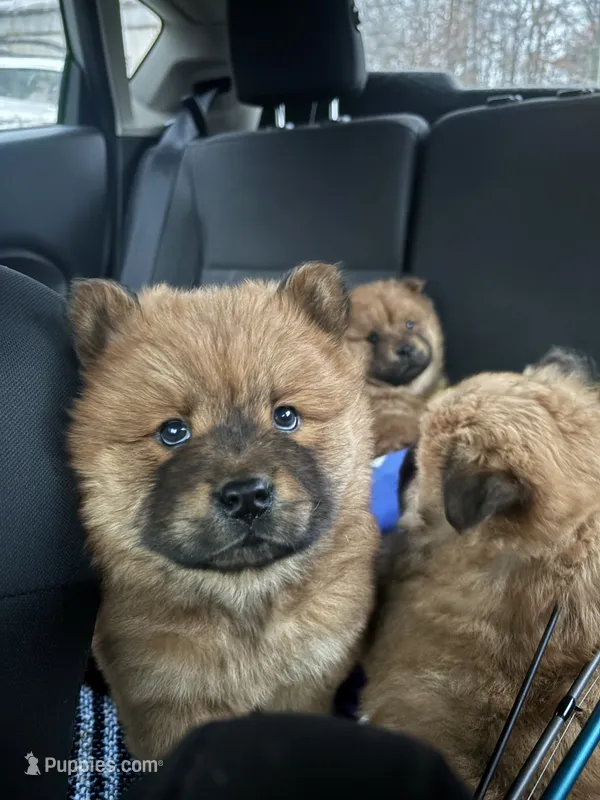 Nena, a female Chow Chow for sale in La Plata, MD – Photo 1 of 2