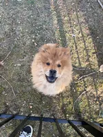 Nena, a female Chow Chow for sale in La Plata, MD – Photo 4 of 4