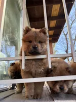 Nena, a female Chow Chow for sale in La Plata, MD – Photo 2 of 2