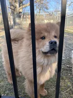 Nena, a female Chow Chow for sale in La Plata, MD – Photo 3 of 4