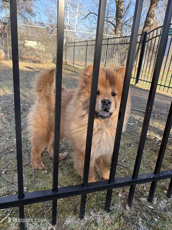 Nena – Chow Chow puppy for sale in La Plata, MD