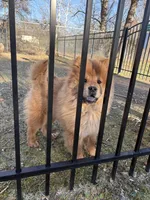 Nena, a female Chow Chow for sale in La Plata, MD – Photo 1 of 4