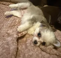 Lil Liam, a male Chihuahua for sale in Knightdale, NC – 3 of 4