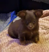 Lil’ Paul, a male Chihuahua for sale in Knightdale, NC – 2 of 2