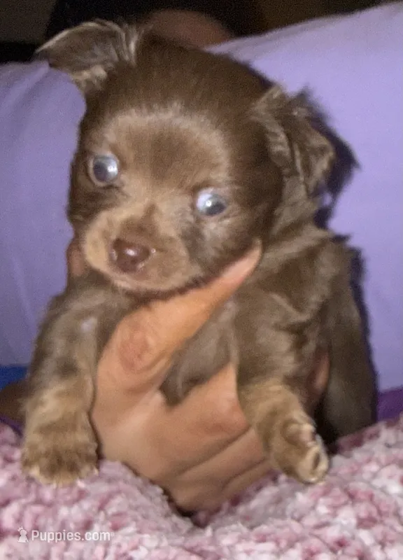 Lil’ Paul – Chihuahua puppy for sale in Knightdale, NC