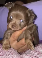 Lil’ Paul, a male Chihuahua for sale in Knightdale, NC – 1 of 1