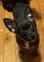 Lil’ Howie, a male Chihuahua for sale in Knightdale, NC – 3 of 4