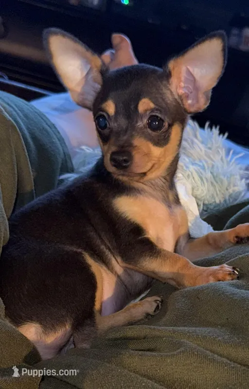 Lil Hunter – Chihuahua puppy for sale in Knightdale, NC