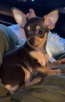 Lil Hunter, a male Chihuahua for sale in Knightdale, NC – Photo 1 of 4