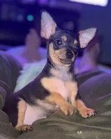 Lil Hunter, a male Chihuahua for sale in Knightdale, NC – Photo 3 of 4