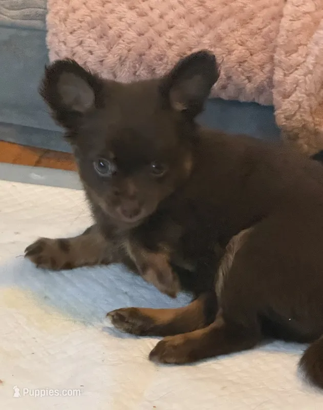 Lil’ Willow – Chihuahua puppy for sale in Knightdale, NC