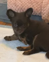Lil’ Willow, a female Chihuahua for sale in Knightdale, NC – 1 of 1