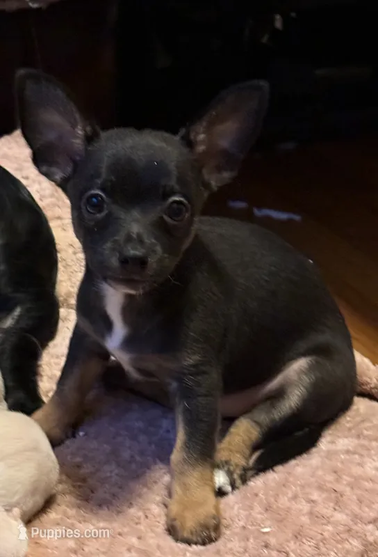 Lil’ Howie – Chihuahua puppy for sale in Knightdale, NC