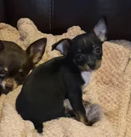 Lil’ Jack, a male Chihuahua for sale in Knightdale, NC – 2 of 3