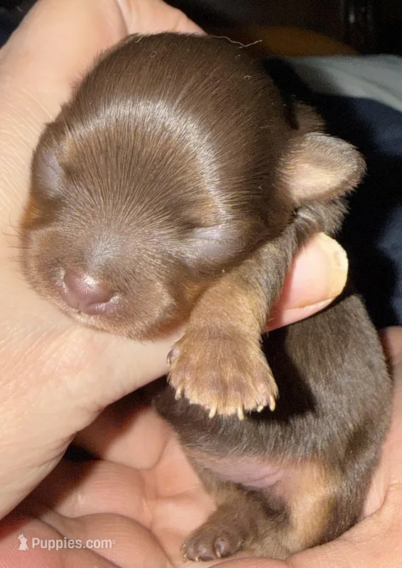 Lil’ missy – Chihuahua puppy on hold in Knightdale, NC