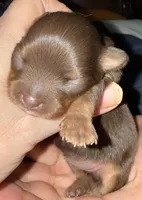 Lil’ missy, a female Chihuahua for sale in Knightdale, NC – 1 of 1