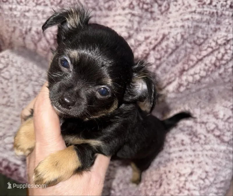 Tiny Tina – Chihuahua puppy for sale in Knightdale, NC