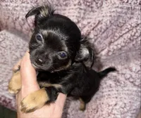 Tiny Tina, a female Chihuahua for sale in Knightdale, NC – 1 of 1