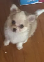 Lil Liam, a male Chihuahua for sale in Knightdale, NC – 2 of 4