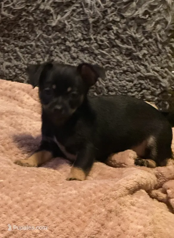 Lil’ Pierre – Chihuahua puppy for sale in Knightdale, NC