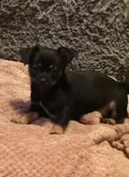 Lil’ Pierre, a male Chihuahua for sale in Knightdale, NC – 1 of 2