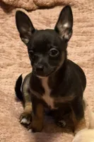 Lil’ Howie, a male Chihuahua for sale in Knightdale, NC – 4 of 4