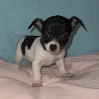 Lil Pepe, a male Chihuahua for sale in Knightdale, NC – 1 of 1