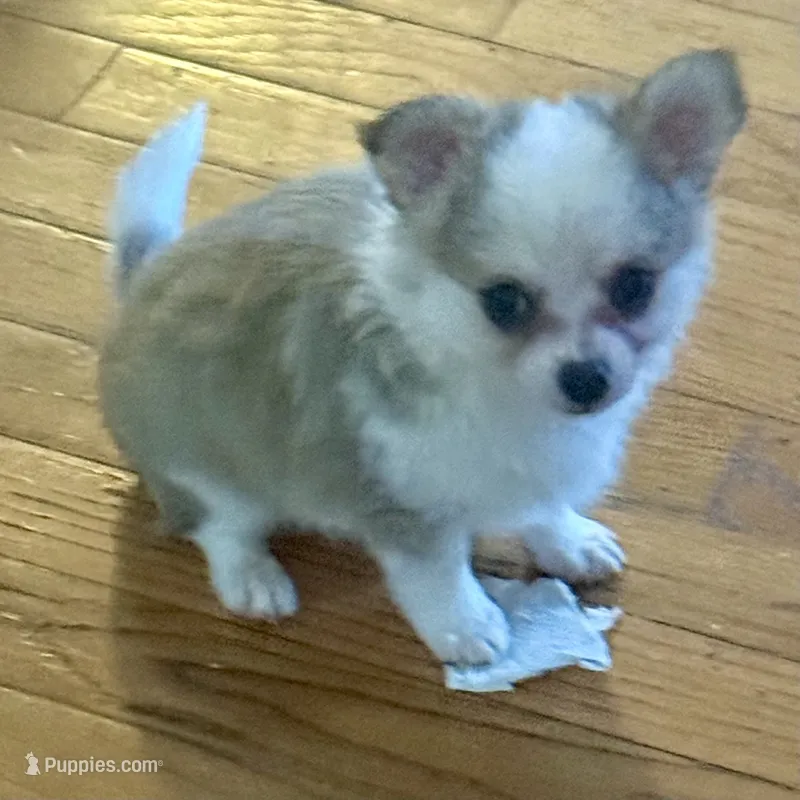 Lil Liam – Chihuahua puppy for sale in Knightdale, NC