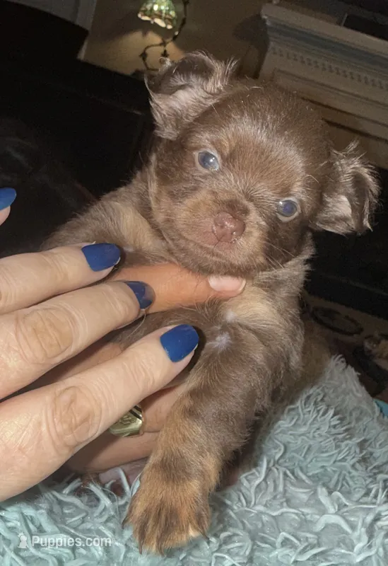 Lil’ Willow – Chihuahua puppy for sale in Knightdale, NC