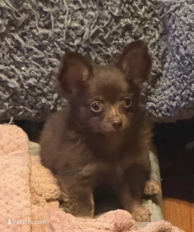 Lil’ Willow – Chihuahua puppy for sale in Knightdale, NC