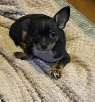 Lil’ Jack, a male Chihuahua for sale in Knightdale, NC – 3 of 3