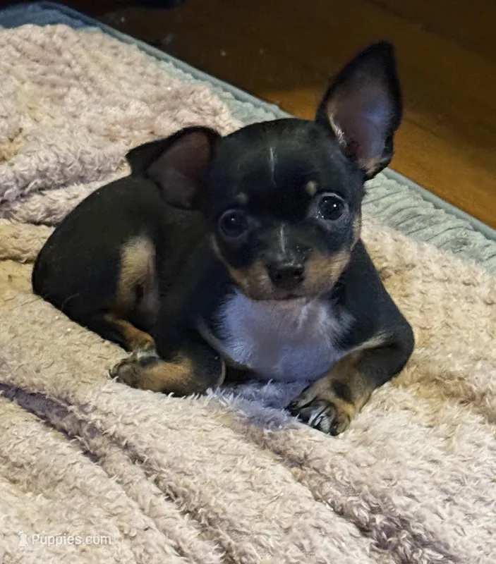 Lil’ Jack – Chihuahua puppy for sale in Knightdale, NC