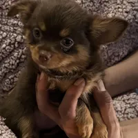 Lil’ Wendy, a female Chihuahua for sale in Knightdale, NC – Photo 1 of 2