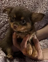 Lil’ Wendy, a female Chihuahua for sale in Knightdale, NC – Photo 1 of 2