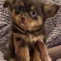 Lil’ Wendy, a female Chihuahua for sale in Knightdale, NC – Photo 2 of 2