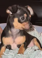 Lil Nico, a male Chihuahua for sale in Knightdale, NC – Photo 3 of 3