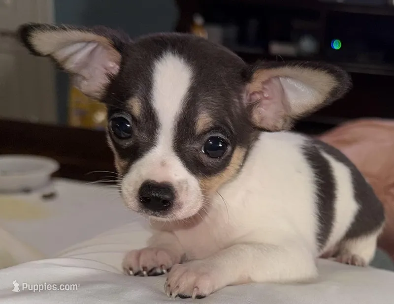 Lil Benjamin – Chihuahua puppy for sale in Knightdale, NC