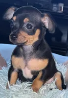 Lil Nico, a male Chihuahua for sale in Knightdale, NC – Photo 2 of 3