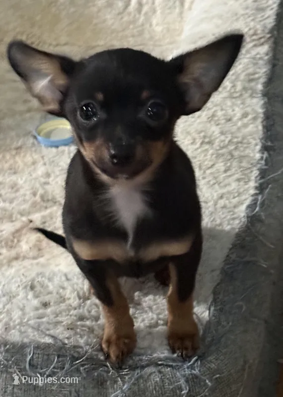 Lil Nick – Chihuahua puppy for sale in Knightdale, NC