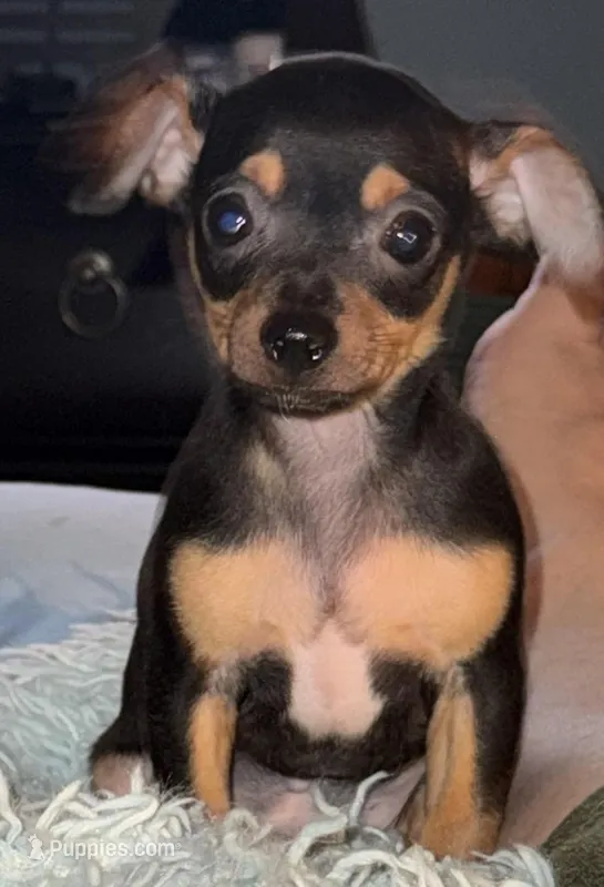 Lil Nico – Chihuahua puppy for sale in Knightdale, NC