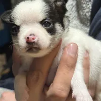 Tiny Chico, a male Chihuahua for sale in Knightdale, NC – Photo 2 of 2