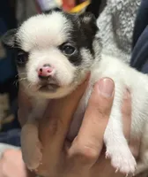 Tiny Chico, a male Chihuahua for sale in Knightdale, NC – Photo 2 of 2