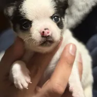 Tiny Chico, a male Chihuahua for sale in Knightdale, NC – Photo 1 of 2