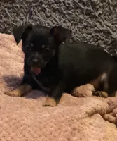 Lil’ Pierre, a male Chihuahua for sale in Knightdale, NC – 2 of 2
