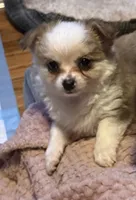 Lil Liam, a male Chihuahua for sale in Knightdale, NC – 4 of 4