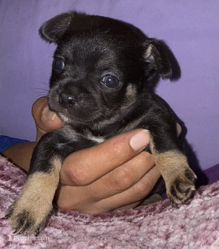 Lil’ Pierre – Chihuahua puppy for sale in Knightdale, NC