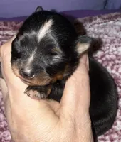 Lil’ Jack, a male Chihuahua for sale in Knightdale, NC – 1 of 1