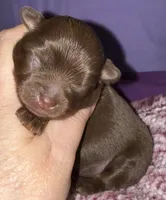 Lil’ Willow, a female Chihuahua for sale in Knightdale, NC – 1 of 1