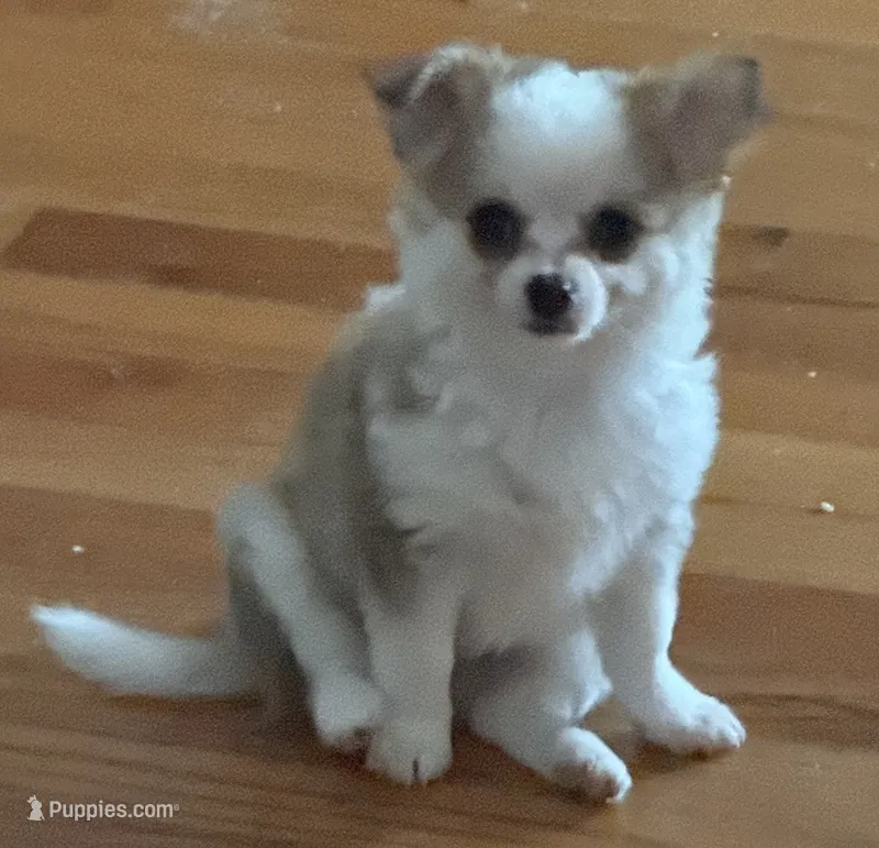 Lil Liam – Chihuahua puppy for sale in Knightdale, NC