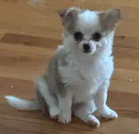 Lil Liam, a male Chihuahua for sale in Knightdale, NC – 1 of 5